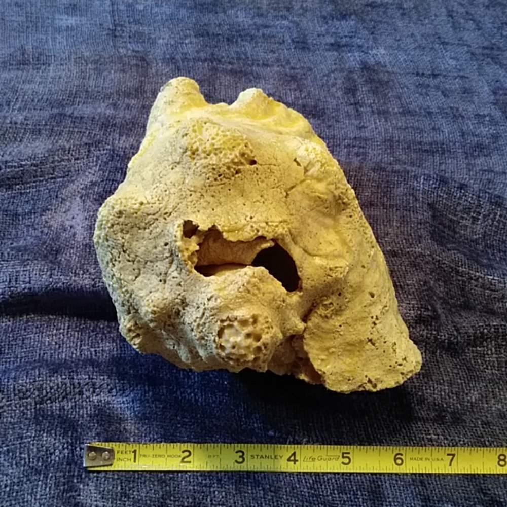 Conch Shell - Picture 5 of 6